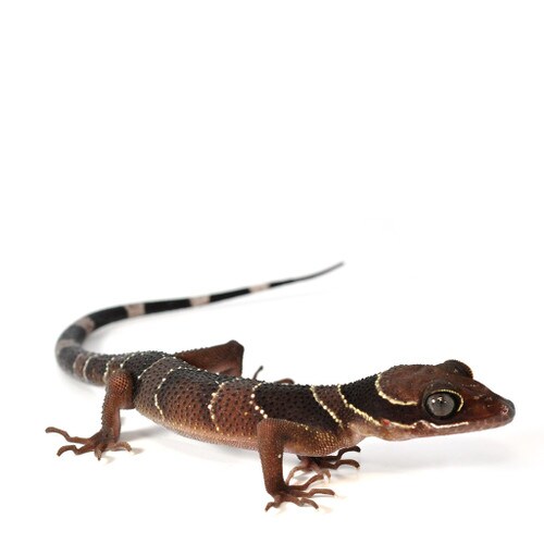 Malayan Banded Forest Gecko